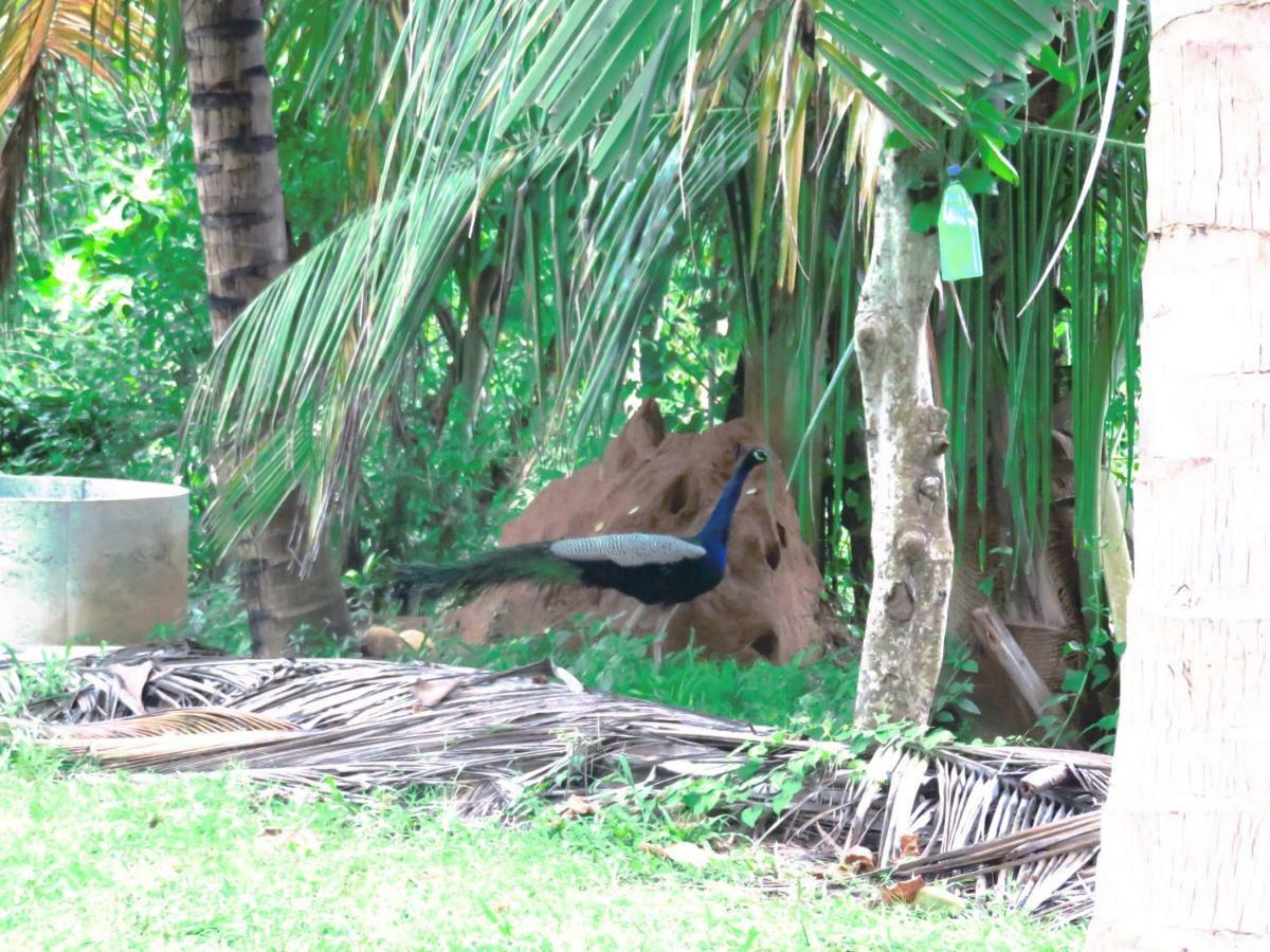 Beach Lagoon Guesthouse แทนกาลเล ภายนอก รูปภาพ